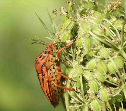 Réf. 198 193 : Graphosoma semipunctatum